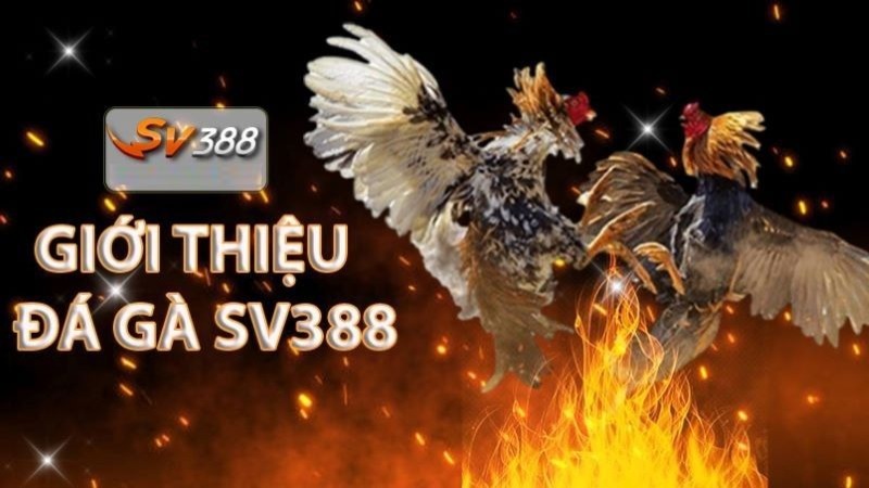 Đăng nhập vào tài khoản 7Ball của bạn - 7Ball